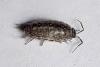 Philoscia muscorum
